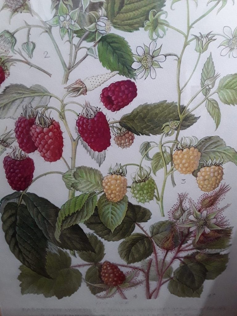 Framed botanic print of raspberry varieties