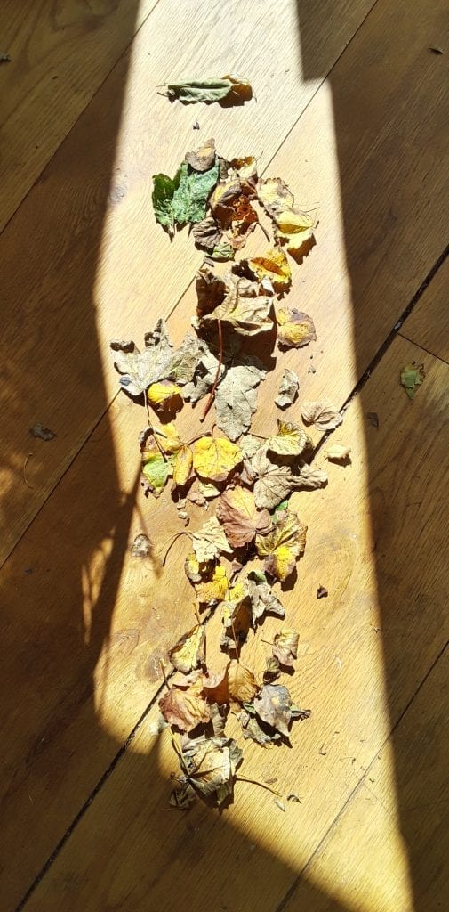 Autumn leaves