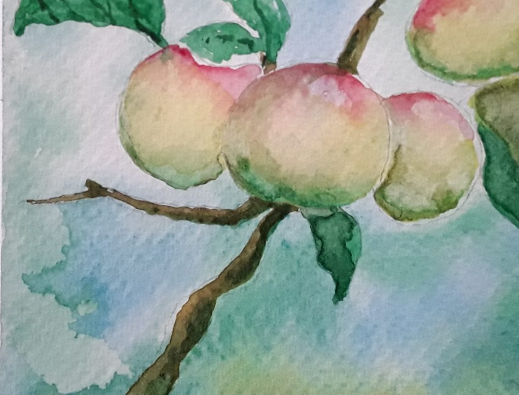 Watercolour painting of apples